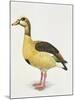 Side Profile of an Egyptian Goose (Alopochen Aegyptiacus)-null-Mounted Giclee Print