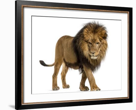 Side View of a Lion Walking, Looking Down, Panthera Leo, 10 Years Old, Isolated on White-Life on White-Framed Photographic Print