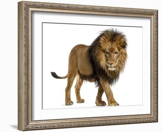 Side View of a Lion Walking, Looking Down, Panthera Leo, 10 Years Old, Isolated on White-Life on White-Framed Photographic Print