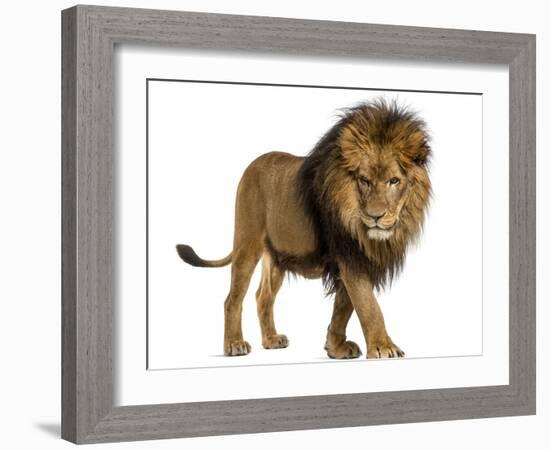 Side View of a Lion Walking, Looking Down, Panthera Leo, 10 Years Old, Isolated on White-Life on White-Framed Photographic Print