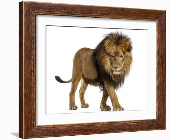 Side View of a Lion Walking, Looking Down, Panthera Leo, 10 Years Old, Isolated on White-Life on White-Framed Photographic Print