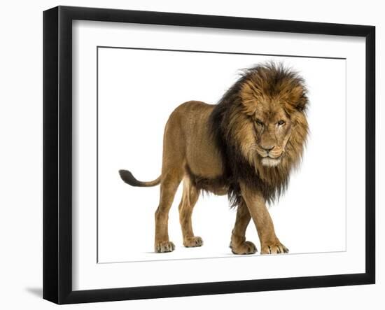 Side View of a Lion Walking, Looking Down, Panthera Leo, 10 Years Old, Isolated on White-Life on White-Framed Photographic Print