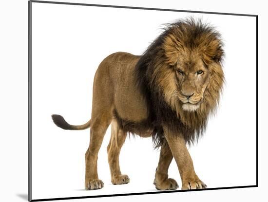 Side View of a Lion Walking, Looking Down, Panthera Leo, 10 Years Old, Isolated on White-Life on White-Mounted Photographic Print