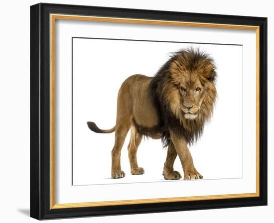 Side View of a Lion Walking, Looking Down, Panthera Leo, 10 Years Old, Isolated on White-Life on White-Framed Photographic Print