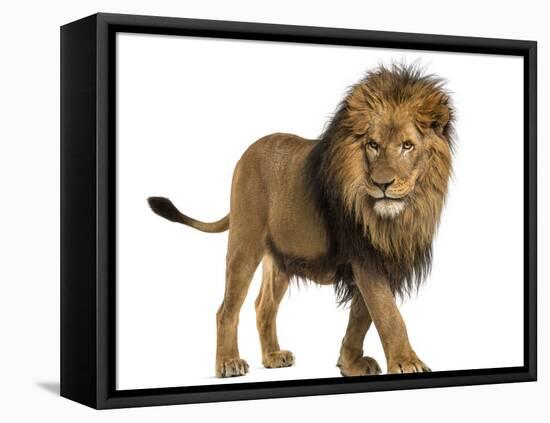 Side View of a Lion Walking, Panthera Leo, 10 Years Old, Isolated on White-Life on White-Framed Premier Image Canvas