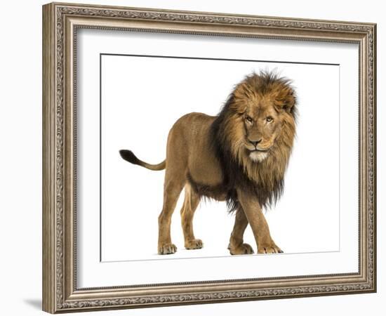 Side View of a Lion Walking, Panthera Leo, 10 Years Old, Isolated on White-Life on White-Framed Photographic Print