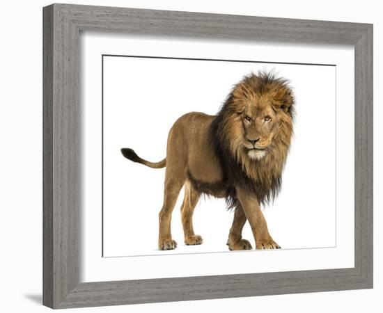 Side View of a Lion Walking, Panthera Leo, 10 Years Old, Isolated on White-Life on White-Framed Photographic Print