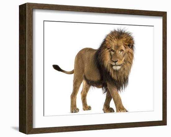 Side View of a Lion Walking, Panthera Leo, 10 Years Old, Isolated on White-Life on White-Framed Photographic Print