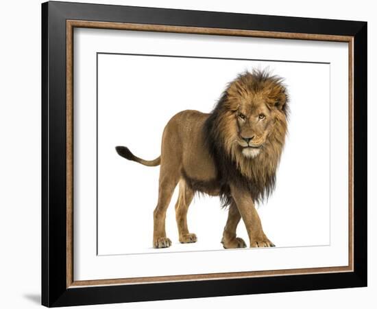 Side View of a Lion Walking, Panthera Leo, 10 Years Old, Isolated on White-Life on White-Framed Photographic Print