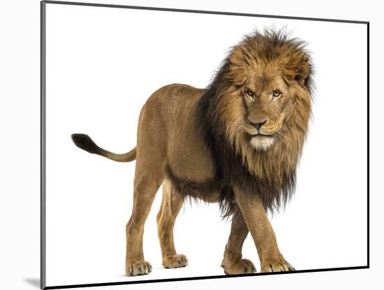 Side View of a Lion Walking, Panthera Leo, 10 Years Old, Isolated on White-Life on White-Mounted Photographic Print