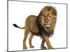 Side View of a Lion Walking, Panthera Leo, 10 Years Old, Isolated on White-Life on White-Mounted Photographic Print