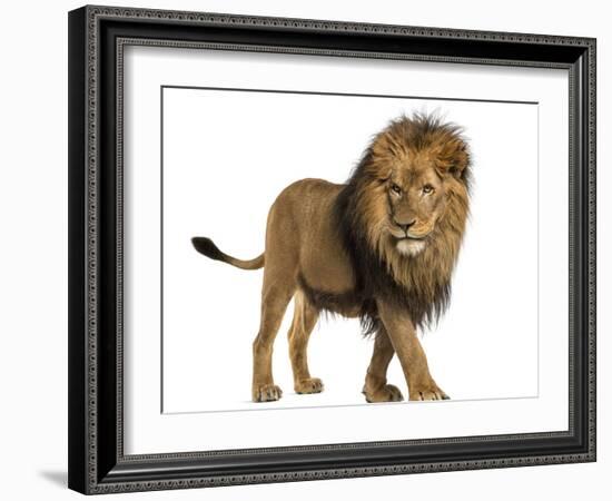 Side View of a Lion Walking, Panthera Leo, 10 Years Old, Isolated on White-Life on White-Framed Photographic Print