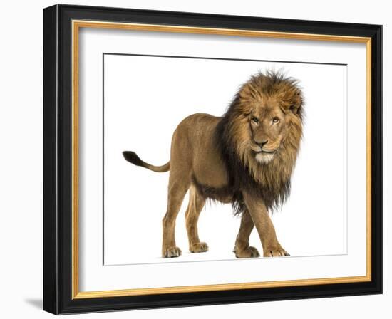 Side View of a Lion Walking, Panthera Leo, 10 Years Old, Isolated on White-Life on White-Framed Photographic Print