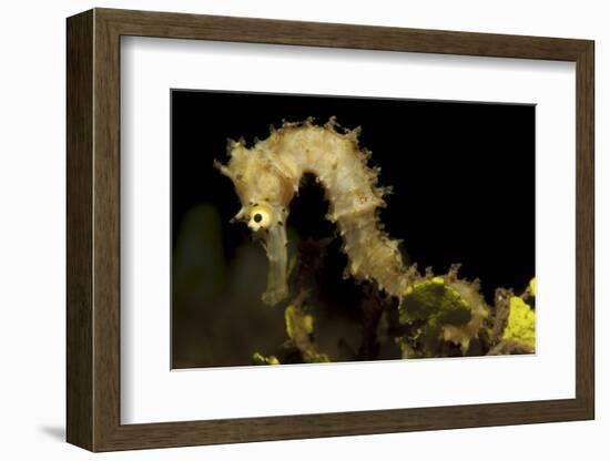 Side View of a Pale Cream Colored Thorny Seahorse-Stocktrek Images-Framed Premium Photographic Print