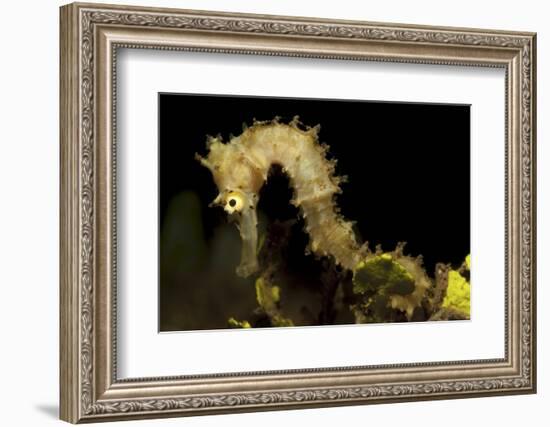 Side View of a Pale Cream Colored Thorny Seahorse-Stocktrek Images-Framed Photographic Print