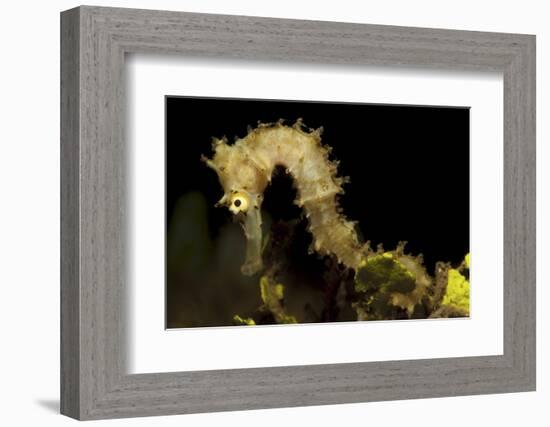 Side View of a Pale Cream Colored Thorny Seahorse-Stocktrek Images-Framed Photographic Print