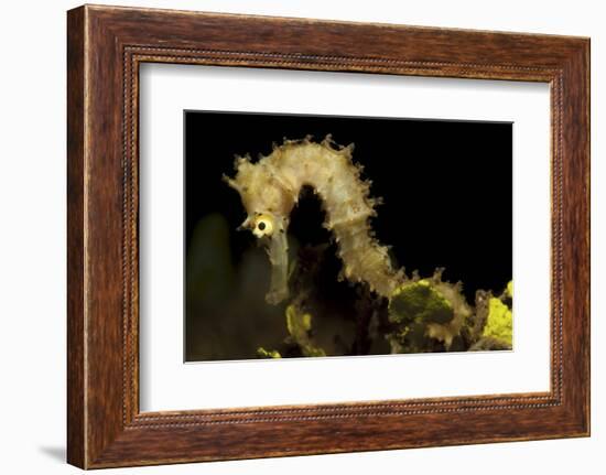 Side View of a Pale Cream Colored Thorny Seahorse-Stocktrek Images-Framed Photographic Print