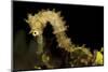 Side View of a Pale Cream Colored Thorny Seahorse-Stocktrek Images-Mounted Photographic Print