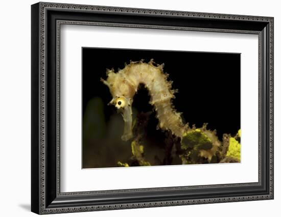 Side View of a Pale Cream Colored Thorny Seahorse-Stocktrek Images-Framed Photographic Print