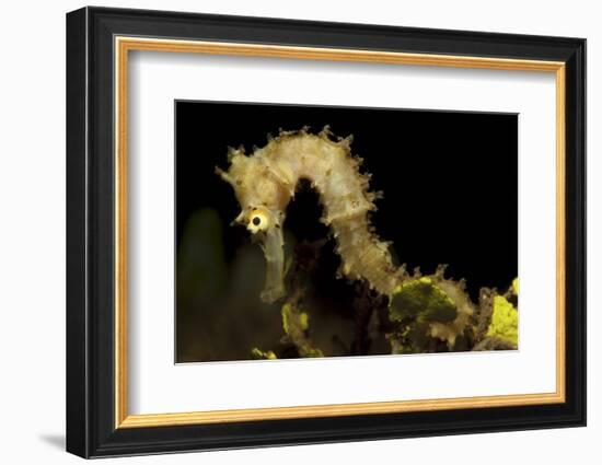 Side View of a Pale Cream Colored Thorny Seahorse-Stocktrek Images-Framed Photographic Print