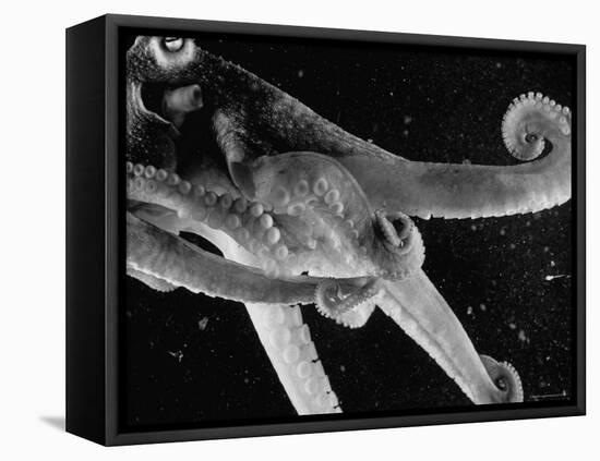 Side View of an Octopus Swimming with Tentacles and Eye Prominent-Fritz Goro-Framed Premier Image Canvas
