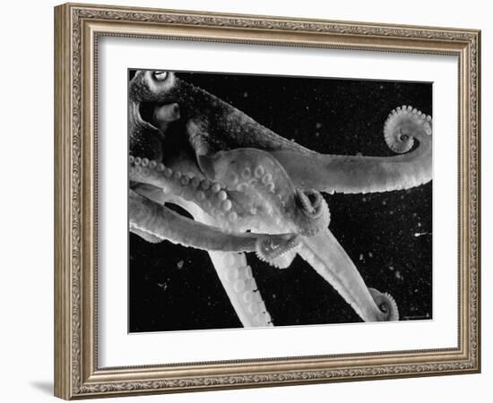 Side View of an Octopus Swimming with Tentacles and Eye Prominent-Fritz Goro-Framed Photographic Print