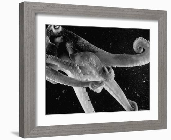 Side View of an Octopus Swimming with Tentacles and Eye Prominent-Fritz Goro-Framed Photographic Print