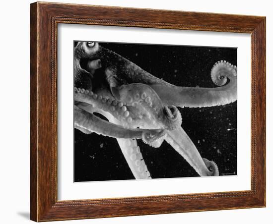 Side View of an Octopus Swimming with Tentacles and Eye Prominent-Fritz Goro-Framed Photographic Print