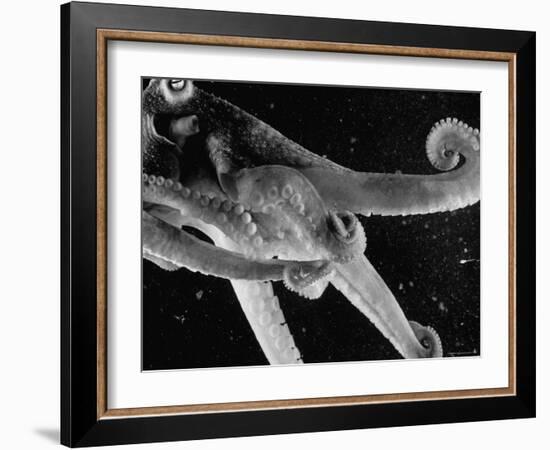 Side View of an Octopus Swimming with Tentacles and Eye Prominent-Fritz Goro-Framed Photographic Print