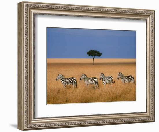 Side view of four zebras standing in savannah, Kenya-Panoramic Images-Framed Photographic Print