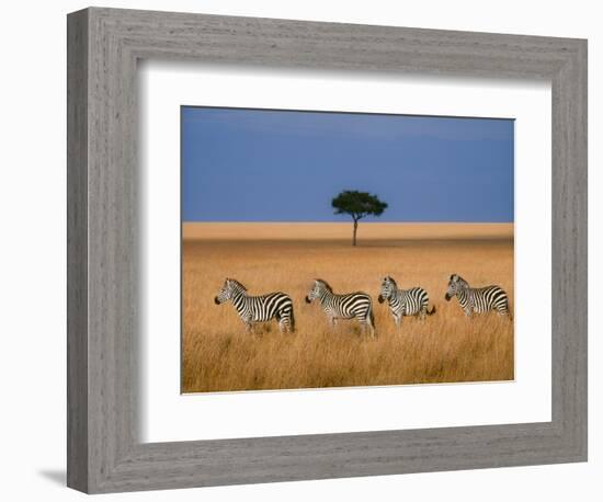 Side view of four zebras standing in savannah, Kenya-Panoramic Images-Framed Photographic Print
