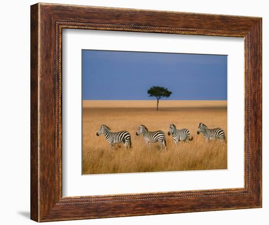 Side view of four zebras standing in savannah, Kenya-Panoramic Images-Framed Photographic Print