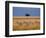 Side view of four zebras standing in savannah, Kenya-Panoramic Images-Framed Photographic Print