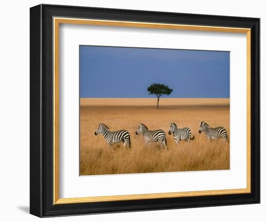 Side view of four zebras standing in savannah, Kenya-Panoramic Images-Framed Photographic Print