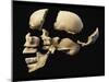 Side View of Human Skull with Parts Exploded-null-Mounted Art Print