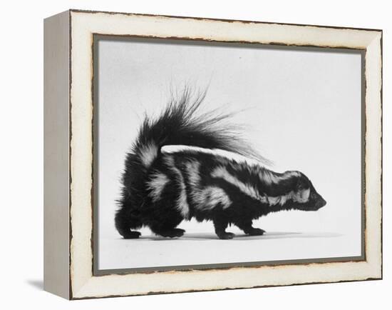 Side View of Skunk-Loomis Dean-Framed Premier Image Canvas