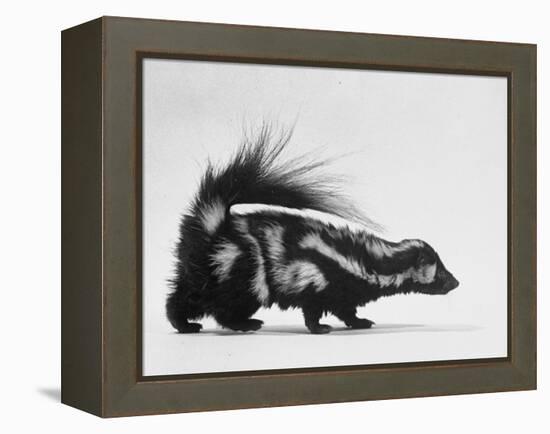 Side View of Skunk-Loomis Dean-Framed Premier Image Canvas