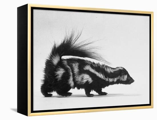 Side View of Skunk-Loomis Dean-Framed Premier Image Canvas