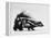 Side View of Skunk-Loomis Dean-Framed Premier Image Canvas