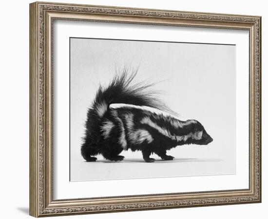 Side View of Skunk-Loomis Dean-Framed Photographic Print