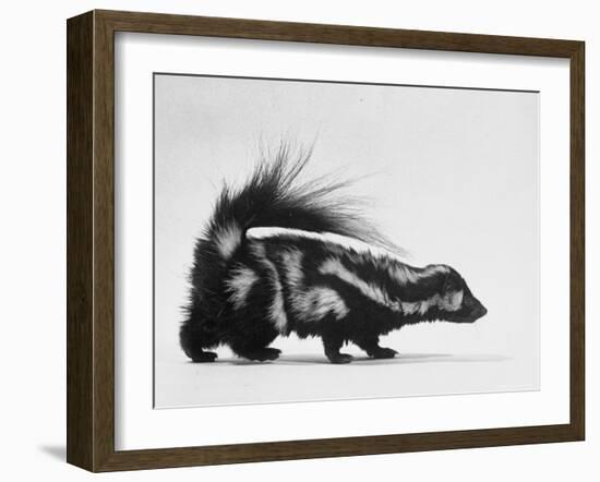 Side View of Skunk-Loomis Dean-Framed Photographic Print