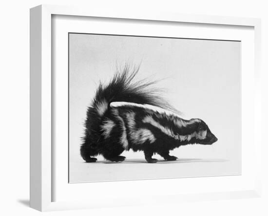 Side View of Skunk-Loomis Dean-Framed Photographic Print