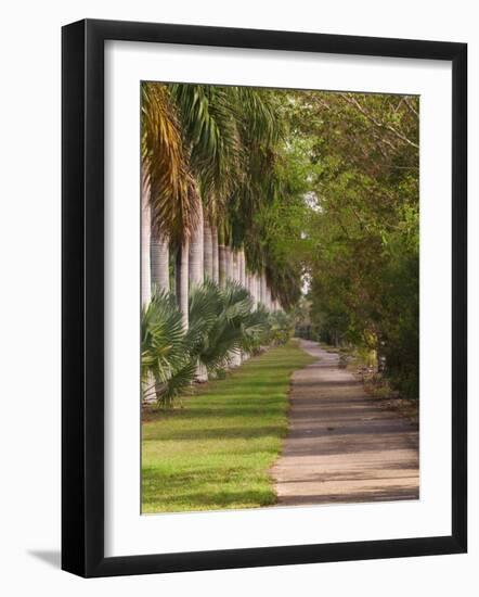 Sidewalk Lined with Palm Trees, Miami, Florida, USA-Adam Jones-Framed Photographic Print
