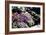 Sidewalk Spring I-Alan Hausenflock-Framed Photographic Print