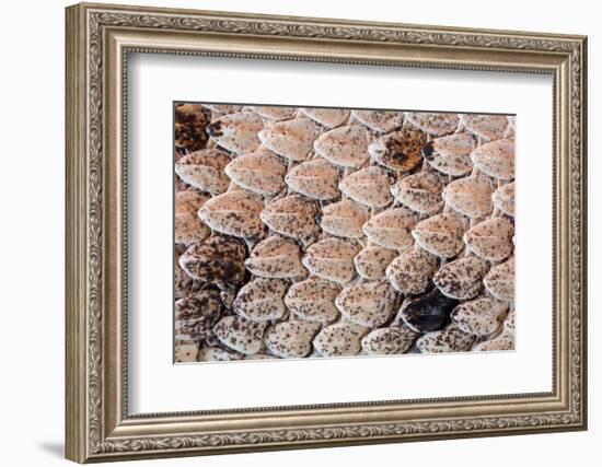 Sidewinder scales, Anza-Borrego Desert Park, California, USA-Chris Mattison-Framed Photographic Print