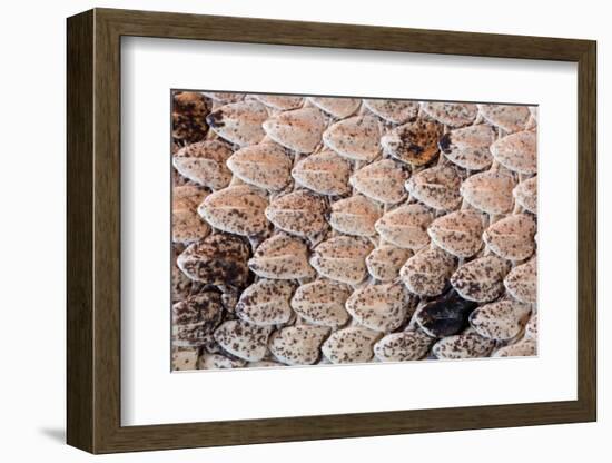 Sidewinder scales, Anza-Borrego Desert Park, California, USA-Chris Mattison-Framed Photographic Print