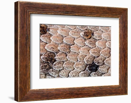 Sidewinder scales, Anza-Borrego Desert Park, California, USA-Chris Mattison-Framed Photographic Print