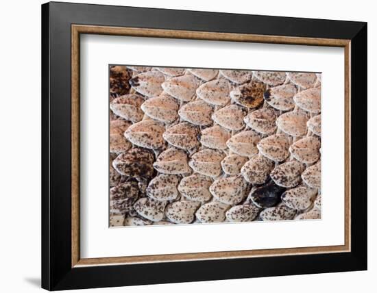 Sidewinder scales, Anza-Borrego Desert Park, California, USA-Chris Mattison-Framed Photographic Print