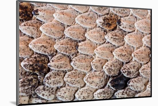 Sidewinder scales, Anza-Borrego Desert Park, California, USA-Chris Mattison-Mounted Photographic Print