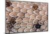 Sidewinder scales, Anza-Borrego Desert Park, California, USA-Chris Mattison-Mounted Photographic Print